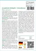 SAFLAX - Europäischer Wildapfel - Malus sylvestris - 30 Produktbild-Vorschau 3