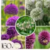 Mélange de bulbes Ail - Set de 160 - Allium - Bulbes à Voir les images du produit 1
