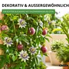 Maracuja Passionsfrucht Samen - Passiflora edulis - Produktbild-Vorschau 5