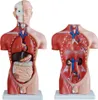 Anatomie Modell Torso des Menschen Anatomiemodell Produktbild-Vorschau 2