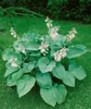 Hosta sieboldiana, Blaublatt-Funkie, ca. 11x11 cm Topf, Produktbild-Vorschau 10