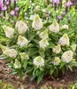 BALDUR Garten Zwerg-Schmetterlingsflieder 'Little Produktbild-Vorschau 1
