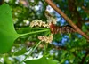 SAFLAX - Ginkgo - 4 Samen - Mit keimfreiem Anzuchtsubstrat Produktbild-Vorschau 6