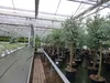 Eucalyptus Stamm Eukalyptusbaum, 90 - 120 cm, Pflanze Produktbild-Vorschau 4