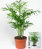 BALDUR Garten 1x Chamaedorea Palme, Pflanze im 12 cm-Topf, Produktbild-Vorschau 2