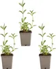 Bloomique - 3er Set - Verbena Bonariensis - Ironhard - Produktbild-Vorschau 2