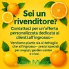 Pianta di Lime Anteprima dell’immagine prodotto 9