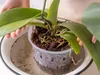 Hands holding an orchid plant in a clear plastic pot, which is sitting in a shallow white basin with water. Produktbild-Vorschau