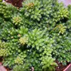 Rhipsalis mesembryanthemoides - cactus corail - en pot de Voir les images du produit 2