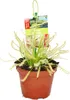 Rosi?ka - Drosera capensis - 9cm kvetiná? Náhľad obrázku produktu 1