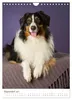 Australian Shepherds (Wandkalender 2027 DIN A4 hoch), Produktbild-Vorschau 4