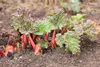 A close-up view of young rhubarb plants growing in soil. Produktbild-Vorschau