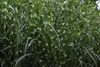 Stauden Gänge 1 x Miscanthus sinensis 'Little Zebra' im 1 Produktbild-Vorschau 5