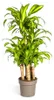 Dračí strom - Dracaena fragrans massangeana - Karussel - Náhľad obrázku produktu 1