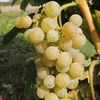 Weinrebe Dublin 2L Anteprima dell’immagine prodotto 1