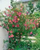 Rosa rugosa, Apfelrose, pink, 30–40 cm Produktbild-Vorschau 6