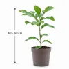Asimina triloba « Sunflower » 40-60 cm – Banane indienne Voir les images du produit 5