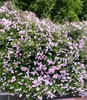 A dense bush of pink roses with green foliage. Produktbild-Vorschau