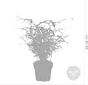 Bloomique - Fargesia rufa - Bambou non traçant - Persistant Voir les images du produit 3