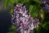 Syringa vulg. 'Michel Buchner' - Edelflieder 50- 60 cm - Produktbild-Vorschau 4