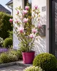Magnolie Soulangeana 60–80 cm – Blühende Zierpflanze für Produktbild-Vorschau 3