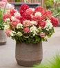 BALDUR Garten 1x Niedrige Hortensie 'Groundbreaker® Ruby®', Produktbild-Vorschau 4