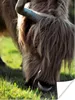 MuchoWow® Poster Schottischer Highlander - Hörner - Sonne Produktbild-Vorschau 1