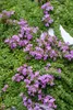 Stauden Gänge 100 x Thymus praecox 'Minor' - Produktbild-Vorschau 3