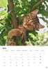 Katzen Kalender 2027 Produktbild-Vorschau 10