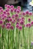 Allium sphaerocephalon, Kugellauch, purpurrot, ca. 9x9 cm Produktbild-Vorschau 1