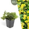 Plants by Frank | 60 Dreiblatt Golderdbeere Pflanzen | Produktbild-Vorschau 1