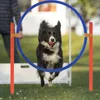 A dog is jumping through an agility hoop during a training session. Voir les images du produit