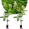 Two young acacia trees in pots are shown against a white background, with a blurred image of blooming acacia branches in the upper portion of the frame. Produktbild-Vorschau