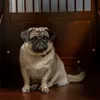 Cage pour chiens PawHut, cage pour animaux domestiques, Voir les images du produit 9