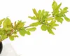 Punica granatum 'Acco', granátové jablko, 2 l kvetináč Náhľad obrázku produktu 3
