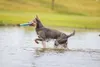 Beeztees Hundespielzeug Frisbee Dog o Soar Gummi Farblich Produktbild-Vorschau 8