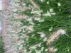 6 x Pennisetum alopecuroides ‘Little Bunny' – Zwerg Produktbild-Vorschau 1