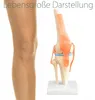 Anatomie Skelett Modell Kniegelenk Lehrmodelle Lebensgroß Produktbild-Vorschau 3