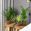 Bloomique - 4er-Mix - Luftreinigende Pflanzen - Dracaena - Produktbild-Vorschau 8