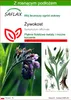 SAFLAX - Żywokost - 15 Nasiona - Z podłożem uprawowym Podgląd zdjęcia produktu 1