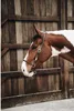 Kentucky Horsewear Licol d'écurie cuir marron complet Voir les images du produit 5