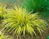 Japanisches Berggras, im Topf - Hakonechloa macra Produktbild-Vorschau 13