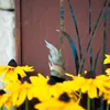 Yellow flowers in the foreground with a rusty metal screen with cutouts of plants in the background. Náhled obrázku produktu