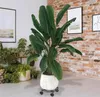 JOIEYOU Plantenrollers, 2 stuks. Plantenroller, rond, Productafbeelding-voorbeeld 4