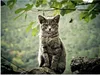 MuchoWow® Poster Katze - Stein - Wald 80x60 cm - Kunst für Produktbild-Vorschau 1