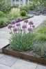 Stauden Gänge 3 x Allium ‚Little Sapphire' im 1 Liter Topf Produktbild-Vorschau 3