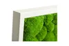 Moosbild 110x55cm 50% Flachmoos/ 50%Kugelmoos (weiß) Produktbild-Vorschau 3