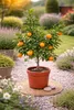 Albero di mandarino, circa 60 cm – Citrus reticulata – Anteprima dell’immagine prodotto 2