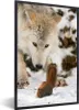 MuchoWow® MuchoWow® Gerahmtes Poster Eichhörnchen - Wolf - Produktbild-Vorschau 1