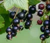 Dehner Johannisbeere, buschige Wuchsform, schwarze Früchte, Produktbild-Vorschau 1